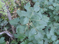 Toxicodendron radicans
