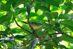 Herpsilochmus axillaris