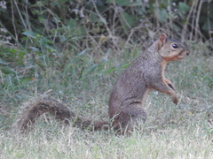 Sciurus niger