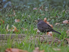 Turdus merula