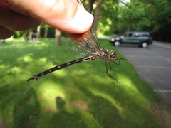 Somatochlora linearis