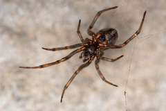Steatoda bipunctata