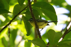 Herpsilochmus axillaris