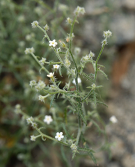 Johnstonella racemosa