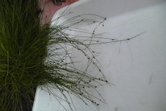 Isolepis sepulcralis