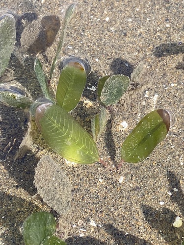 Seagrass (Halophila ovalis)