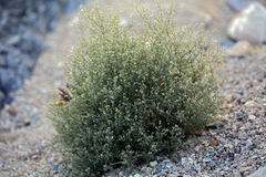 Johnstonella racemosa