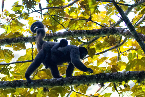 Common Woolly Monkey, Oxapampa, PE-PA, PE, photo 6 of 10