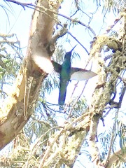 Colibri coruscans