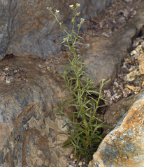 Johnstonella racemosa