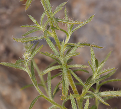 Johnstonella racemosa