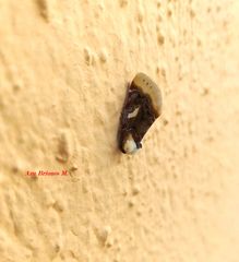 Chrysoecia requies