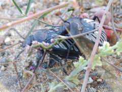 Gyriosomus kingi