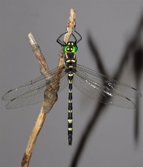 Macromia pacifica