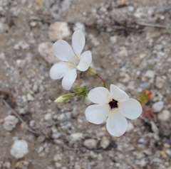 Leptosiphon chrysanthus decorus