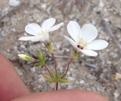 Leptosiphon chrysanthus decorus