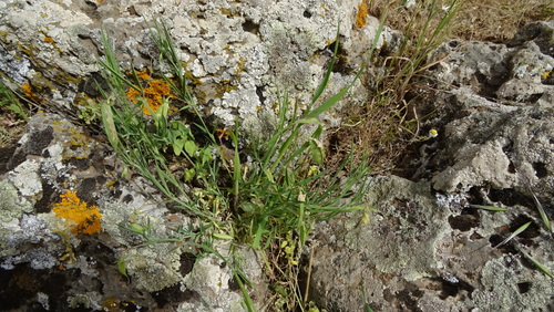 ciliolate chickling pea (Lathyrus ciliolatus)