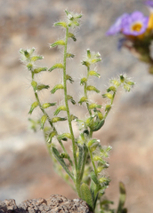 Cryptantha recurvata