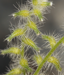 Cryptantha recurvata