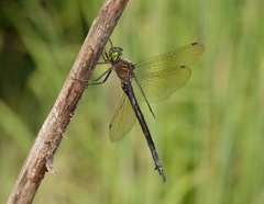 Somatochlora linearis