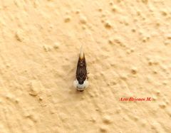 Chrysoecia requies