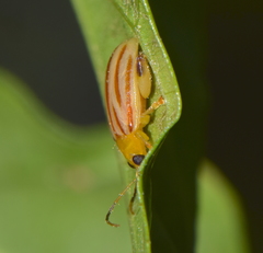 Walterianella sublineata