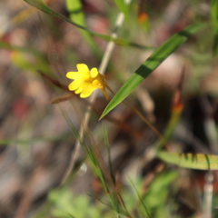 Utricularia chrysantha