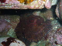 Octopus mimus