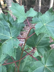 Acer rubrum image
