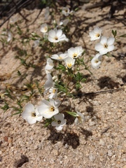Leptosiphon chrysanthus decorus