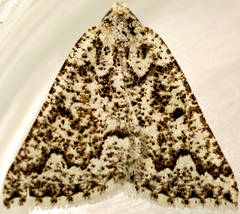 Hypsitropha