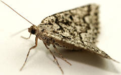 Hypsitropha