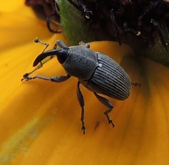 Odontocorynus salebrosus