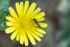 Platycheirus
