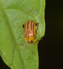 Walterianella sublineata