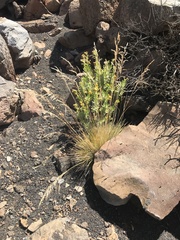Deschampsia nubigena