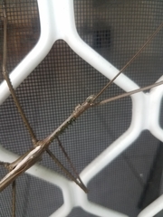 Acrophylla wuelfingi