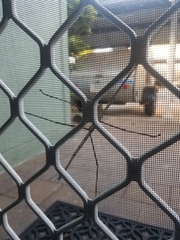 Acrophylla wuelfingi