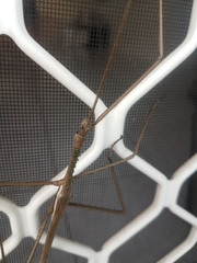 Acrophylla wuelfingi