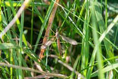 Tipula paludosa