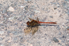 Sympetrum striolatum