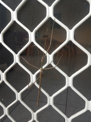 Acrophylla wuelfingi