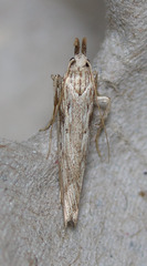 Metopleura potosi