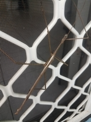 Acrophylla wuelfingi