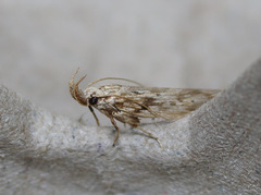 Metopleura potosi
