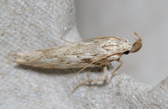 Metopleura potosi