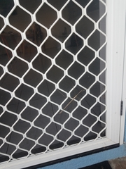 Acrophylla wuelfingi