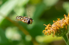 Eupeodes luniger