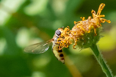 Eupeodes luniger