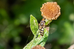 Eupeodes luniger